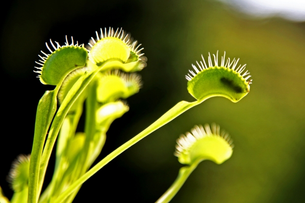 Planta Carnívora: Aprenda a Cultivar