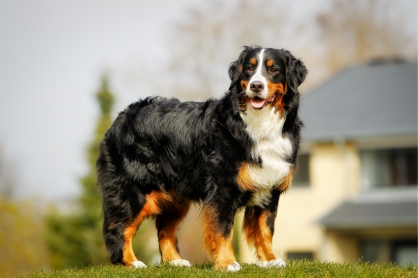 Saiba tudo sobre a Raça Bernese