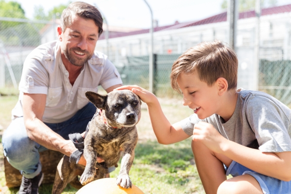 Por que a Adoção de Cachorro Pode Mudar a Sua Vida?