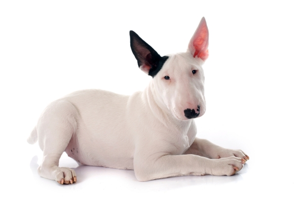 O Cachorro Bull Terrier é Perigoso?